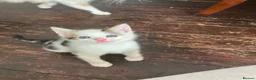 Mixed Breed cats for sale: Beautiful kittens for sale ready for collection - Advert 11