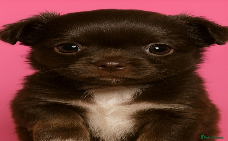 Chihuahua dogs - Advert 5