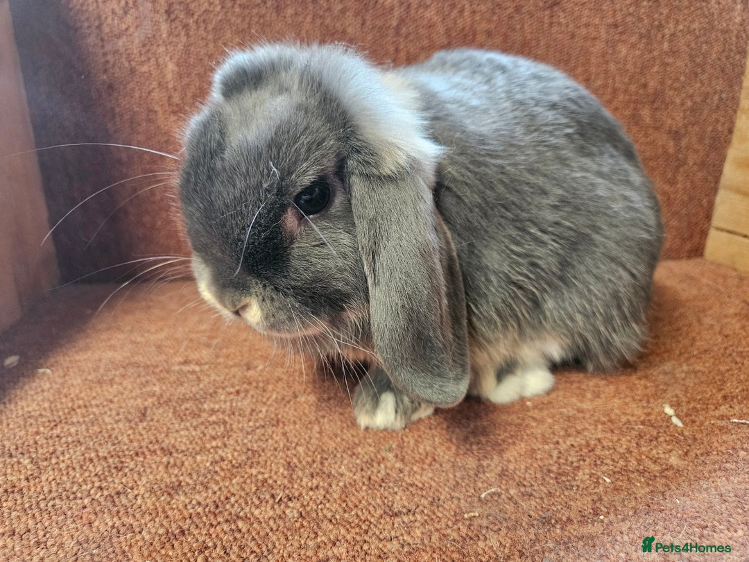 Mini Lop rabbits for sale: Pure Blue Otter mini lop buck.  Vaccinated  - Image 3