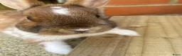 Netherland Dwarf rabbits for sale: Two beautiful Netherland dwarfs female  - Advert 8