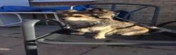 Pomchi dogs for adoption: Pomchi Brothers need forever home - Advert 2