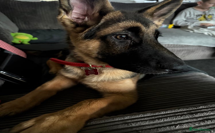 German Shepherd dogs - Advert 5