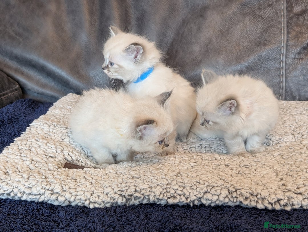 Ragdoll cats for sale: Ragdoll X Siberian X Himalyan - kittens  - Image 6