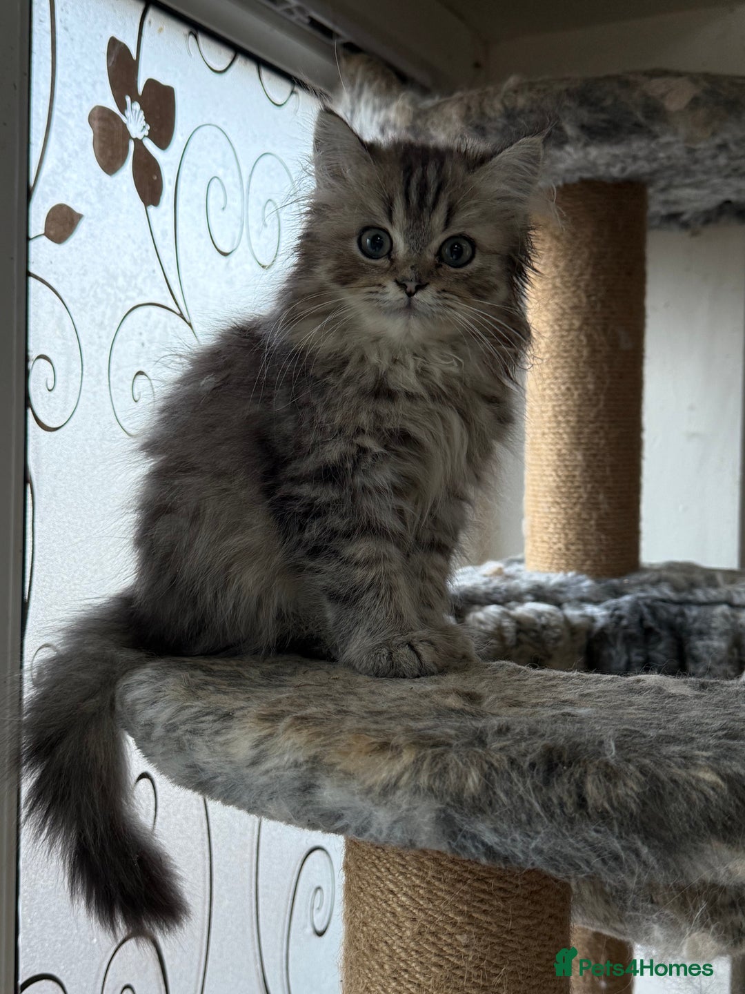 Persian cats for sale: Sweet persain boy is looking for his home - Advert 9