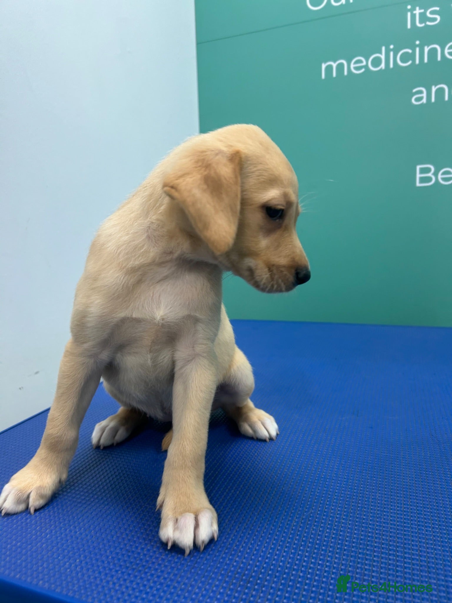 Labrador Retriever dogs Fox Red / yellow working Labradors  - Advert 2