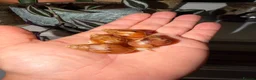 Snails invertebrates for sale: Albino Giant African Land Snails (Achatina Fulica) - Advert 10