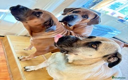 Boerboel dogs for sale: EXCEPTIONAL NABBR REGISTERED PUPPIES!  - Image 35