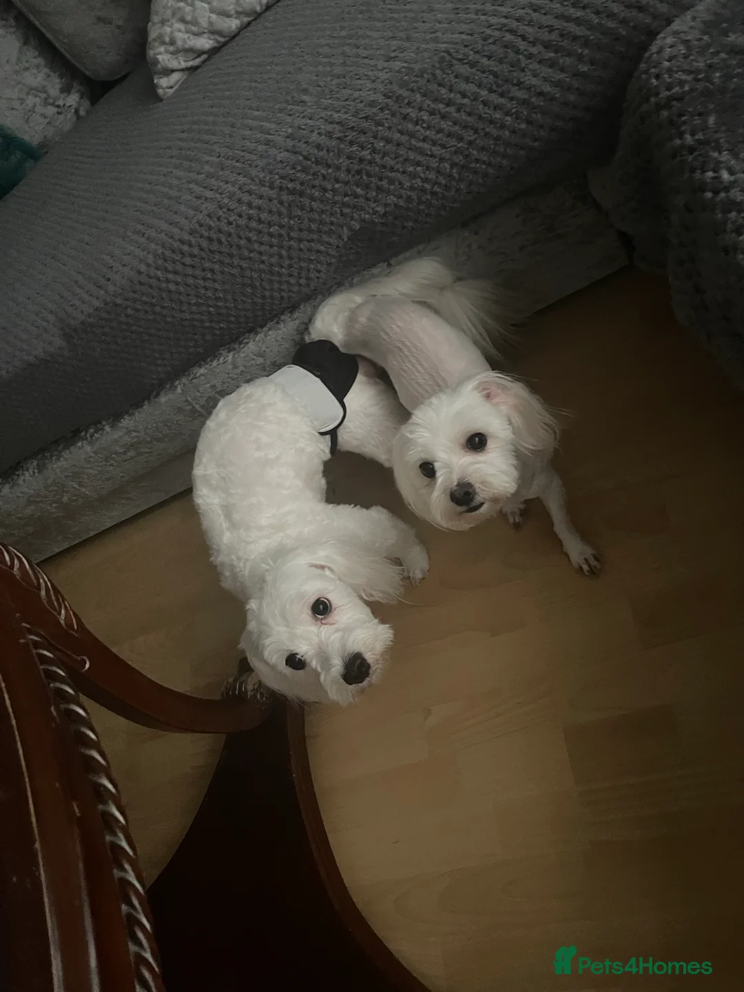 Maltese dogs for stud: Small Maltese for STUD! Pure breed! in London - Advert 17