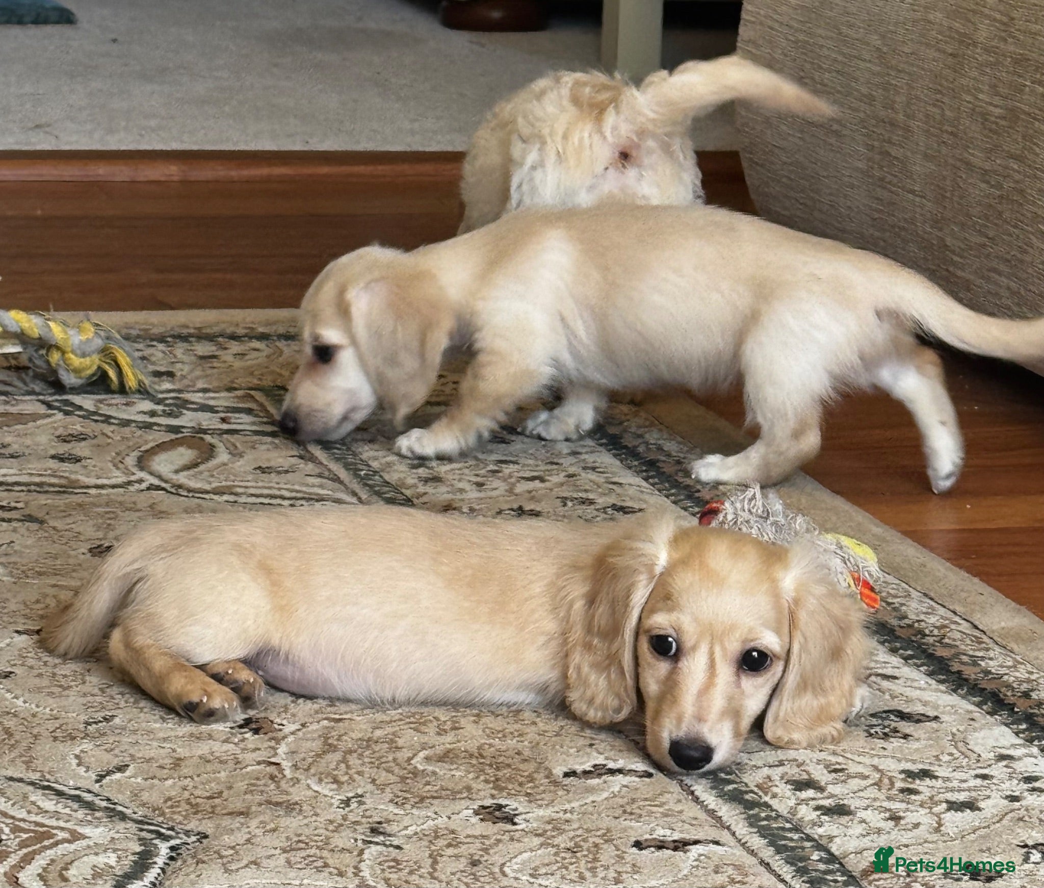 Doxiepoo dogs Doxiepoos Miniature dachshund x toy poodle  - Advert 2