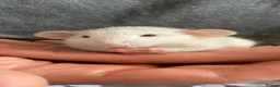 Rat rodents for sale: Adorable Dumbo Baby Rats, Looking For Loving Homes - Advert 2