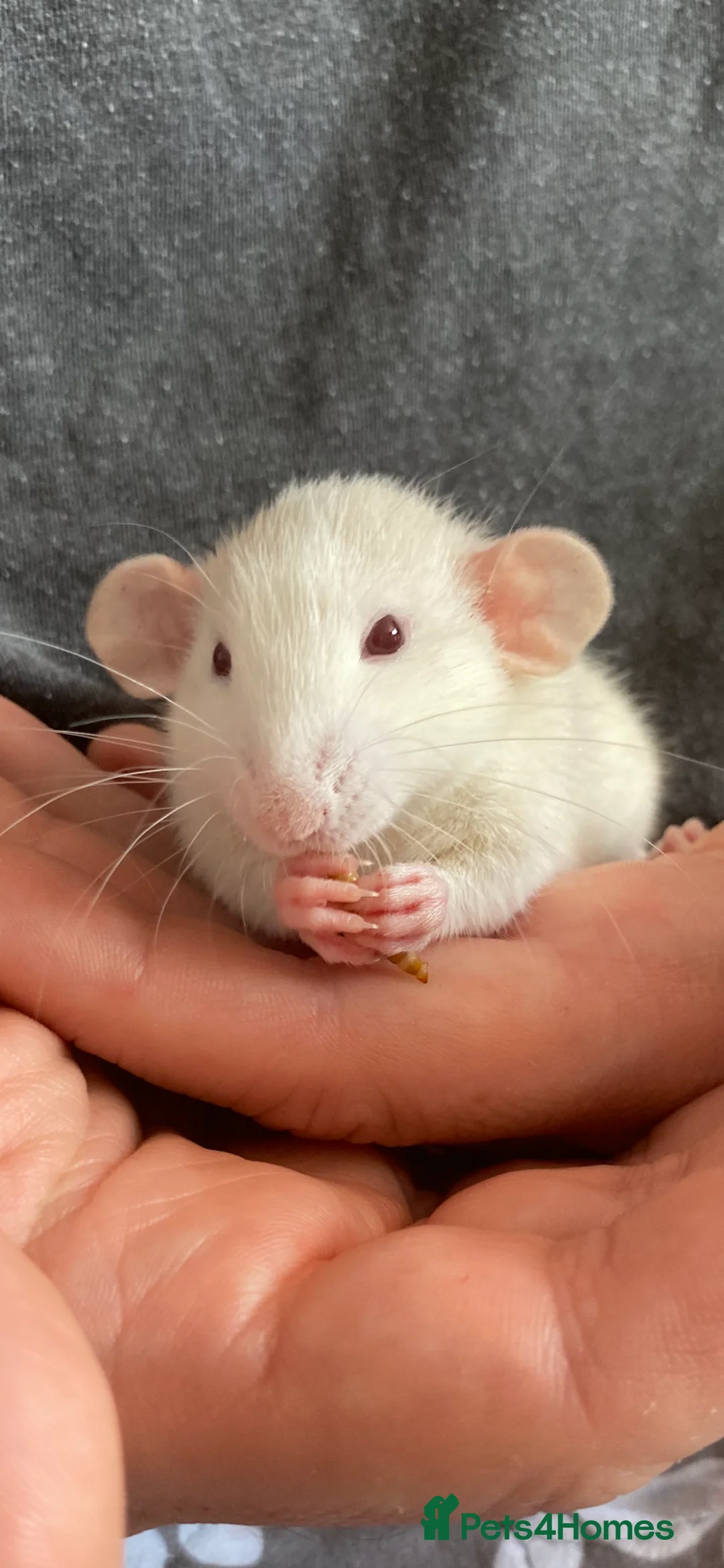 Rat rodents for sale: Adorable Dumbo Baby Rats, Looking For Loving Homes - Advert 2