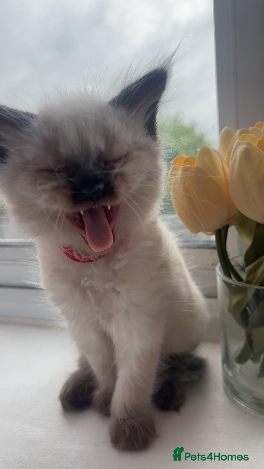 Ragdoll cats for sale: Beautiful pair of ragdoll boys - Advert 7
