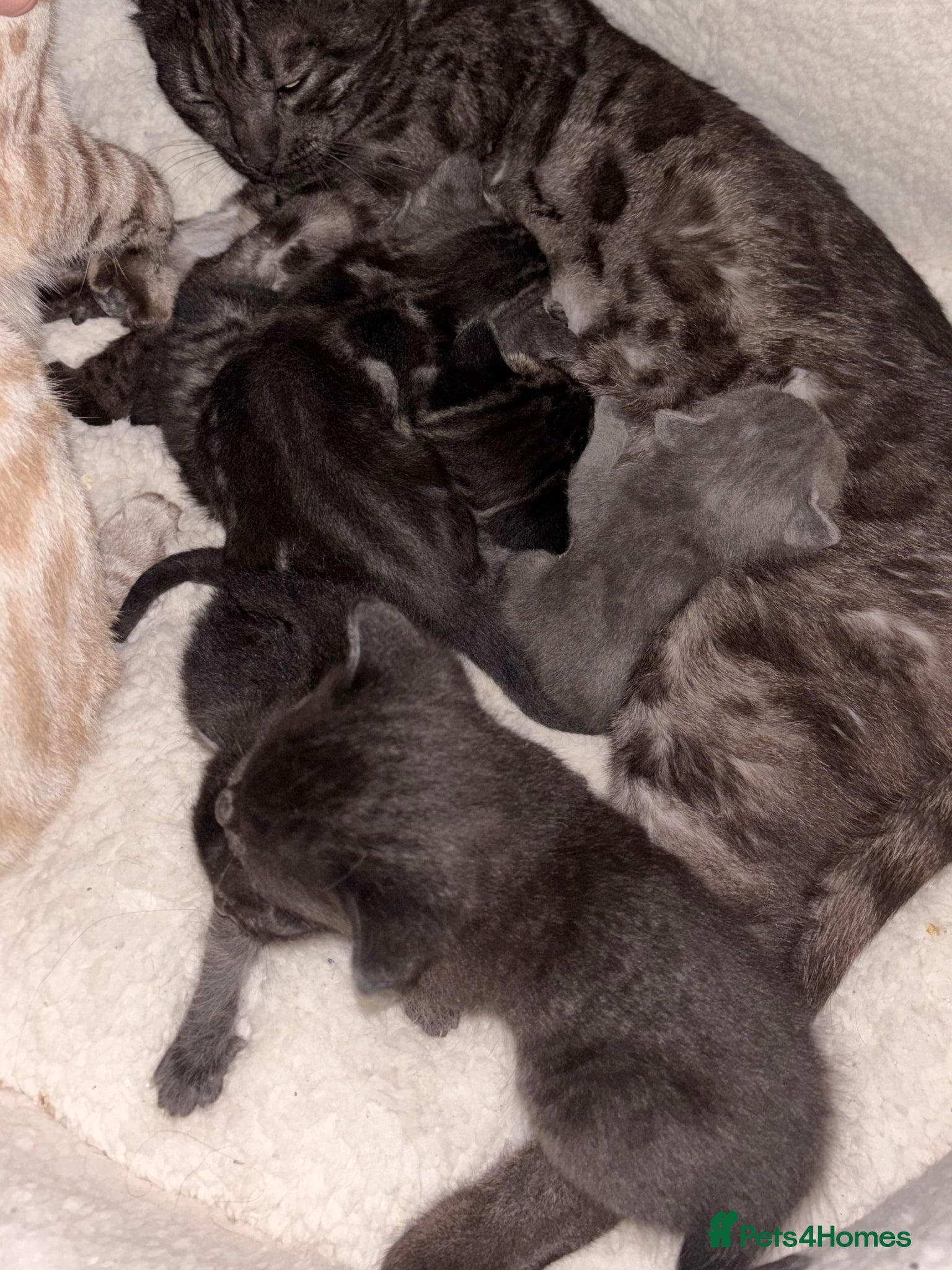 Mixed Breed cats Bengal cross British shorthair kittens for sale  - Advert 1