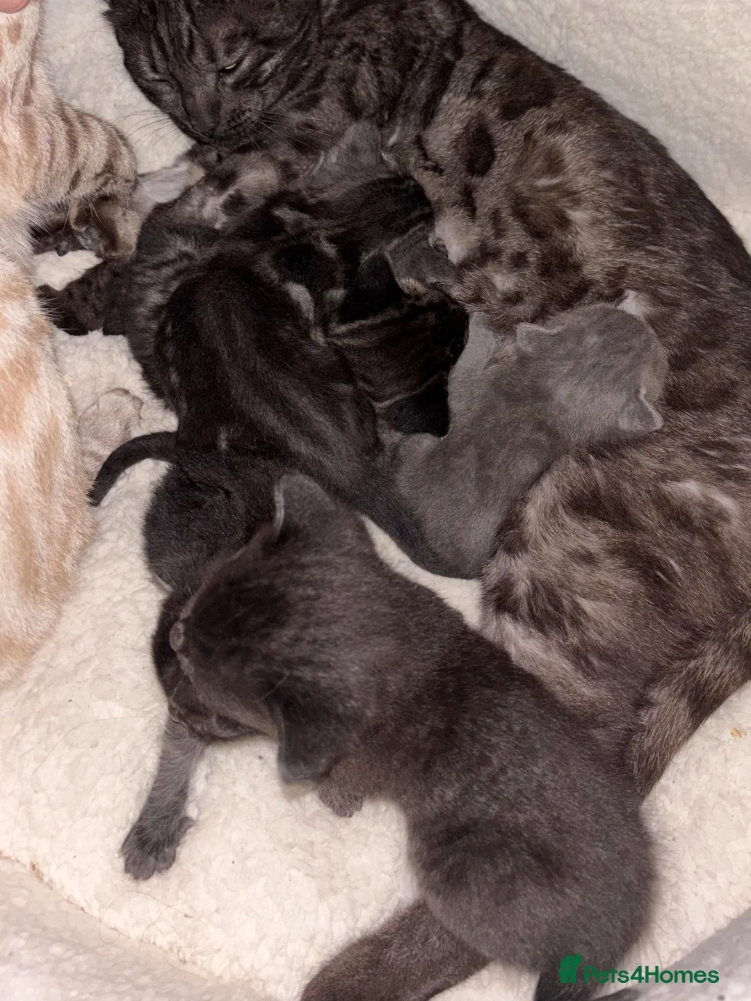 Mixed Breed cats for sale: Bengal cross British shorthair kittens for sale  in Waterlooville - Advert 1