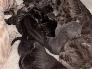 Mixed Breed cats Bengal cross British shorthair kittens for sale - Advert 5
