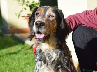 English Setter dogs Carina - Advert 1