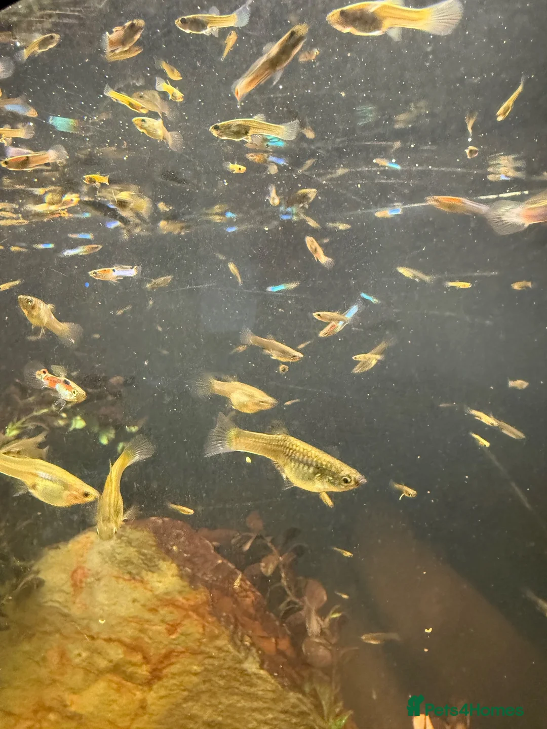 Other/Mixed Breed fish for sale: Beautiful mix guppies  in Oldham - Advert 2