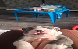 Staffordshire Bull Terrier dogs for sale: Blue Staffordshire bull terrier puppies  - Image 36