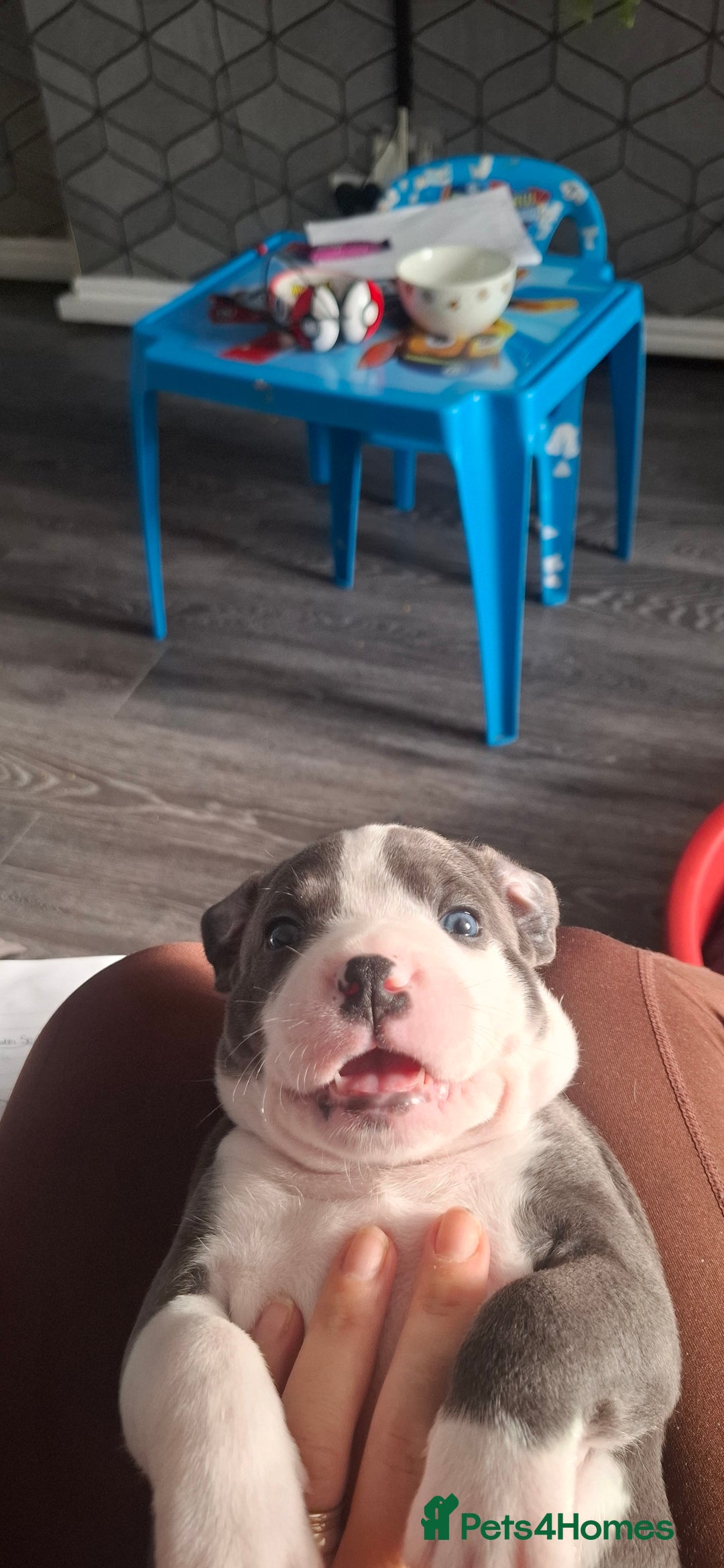Staffordshire Bull Terrier dogs for sale: Blue Staffordshire bull terrier puppies  - Image 36