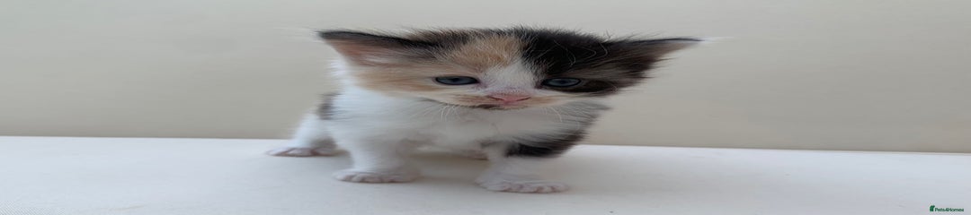 Mixed Breed Kitten 4