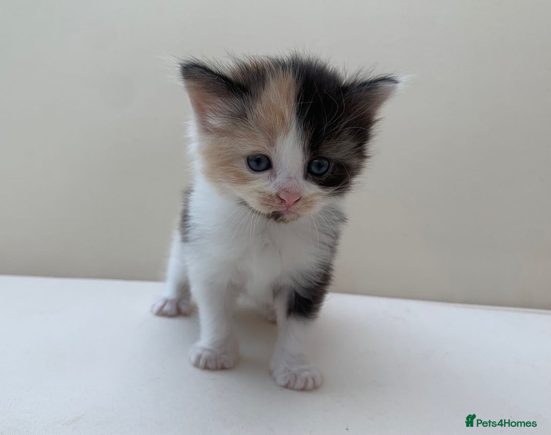 Mixed Breed cats for sale: Gorgeous Siberian Neva Masquerade Cross Kittens! - Image 6