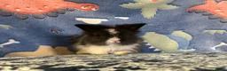 Lionhead rabbits for sale: Adorable double mane lionhead baby bunnies  - Advert 15