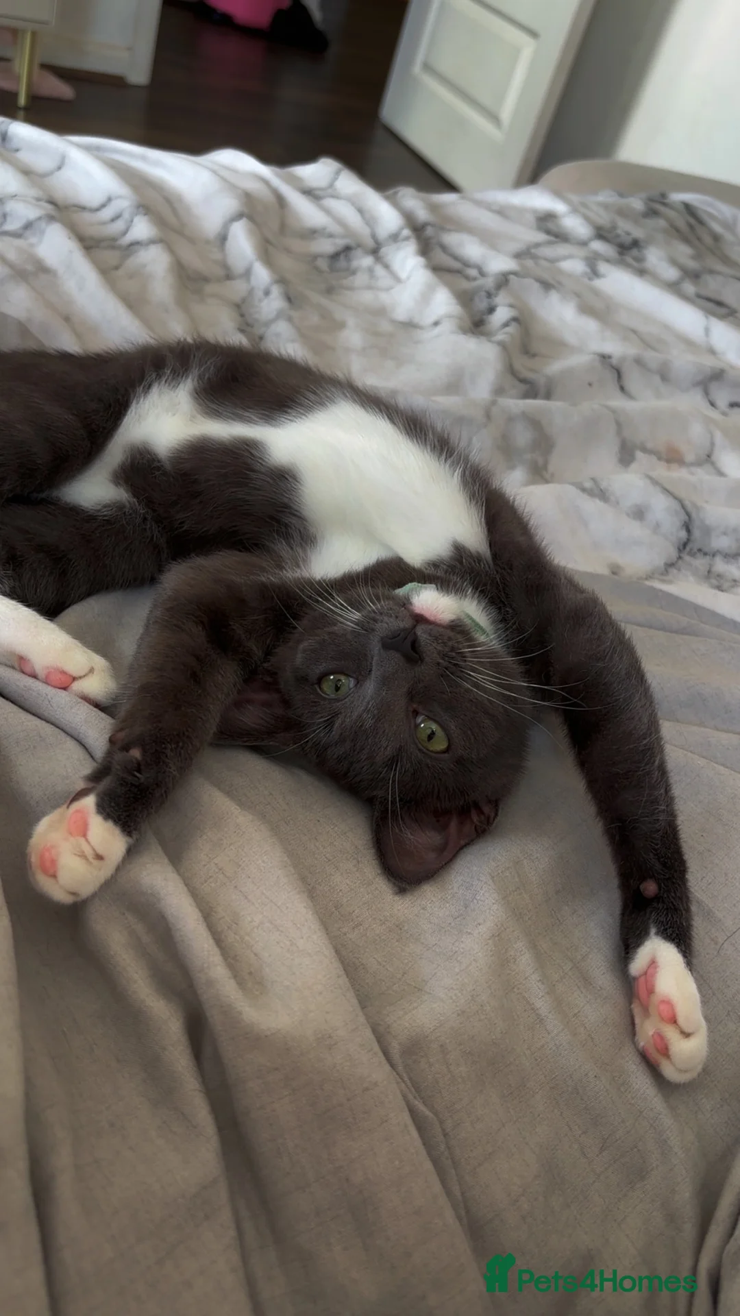 Russian Blue cats for sale: Russian blue X British shorthair  in Slough - Advert 2