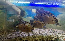 Terrapin reptiles for sale: Turtles - Image 1