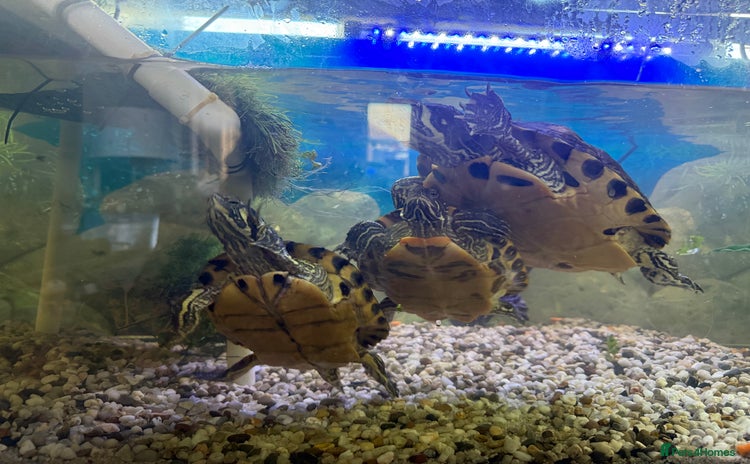 Terrapin reptiles - Advert 2
