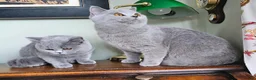 British Shorthair cats for sale: Beautiful adorable BSH blue kittens - Advert 2