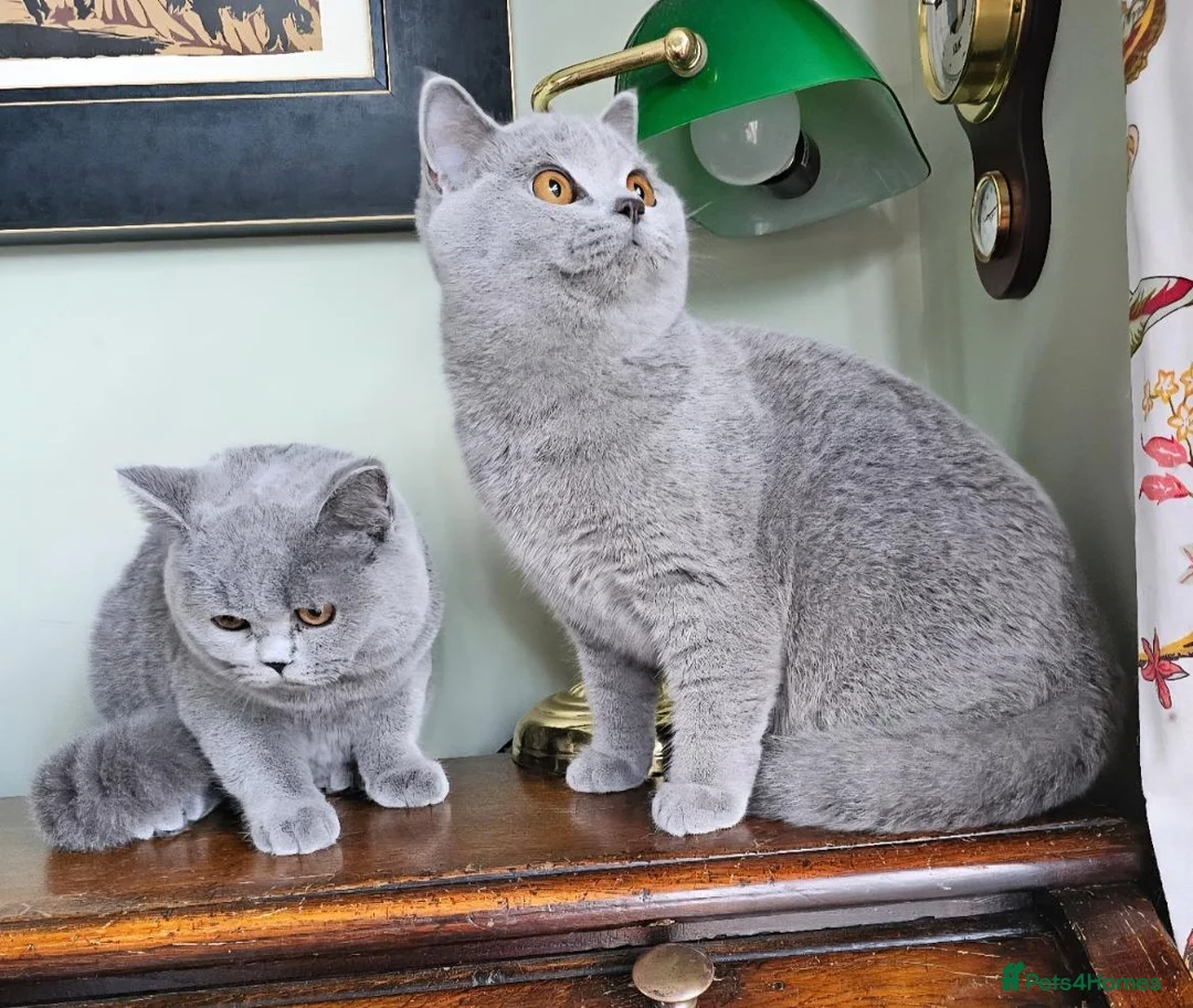 British Shorthair cats for sale: Beautiful adorable BSH blue kittens - Advert 2