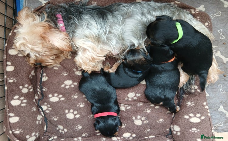 Yorkshire Terrier dogs - Advert 6