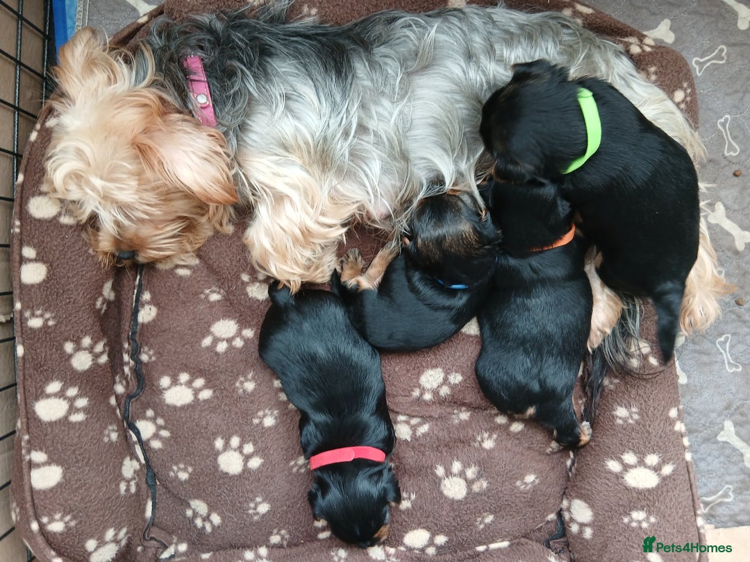 Yorkshire Terrier dogs for sale: Yorkshire Terrier Puppies 3 Boys 1 Girl - Image 1