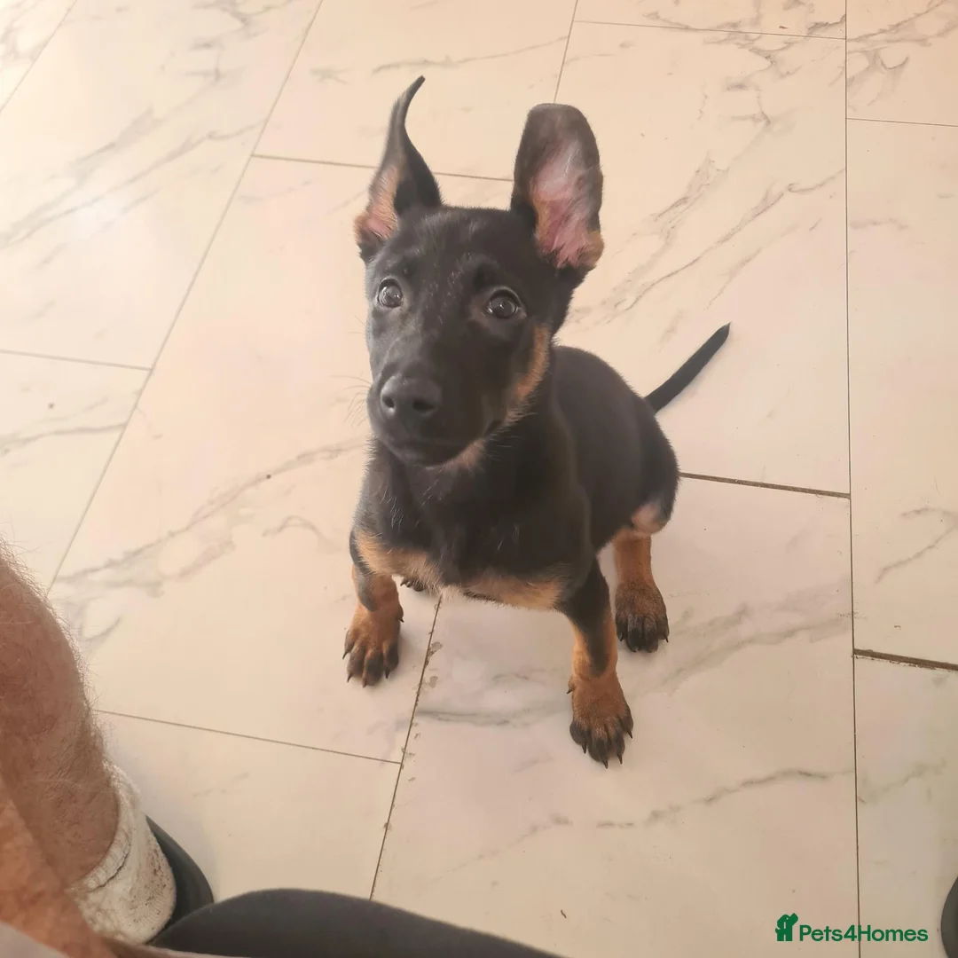 Belgian Shepherd Dog dogs for sale: Zara brn belgian malinois x dutch herder  in Burnley - Advert 2