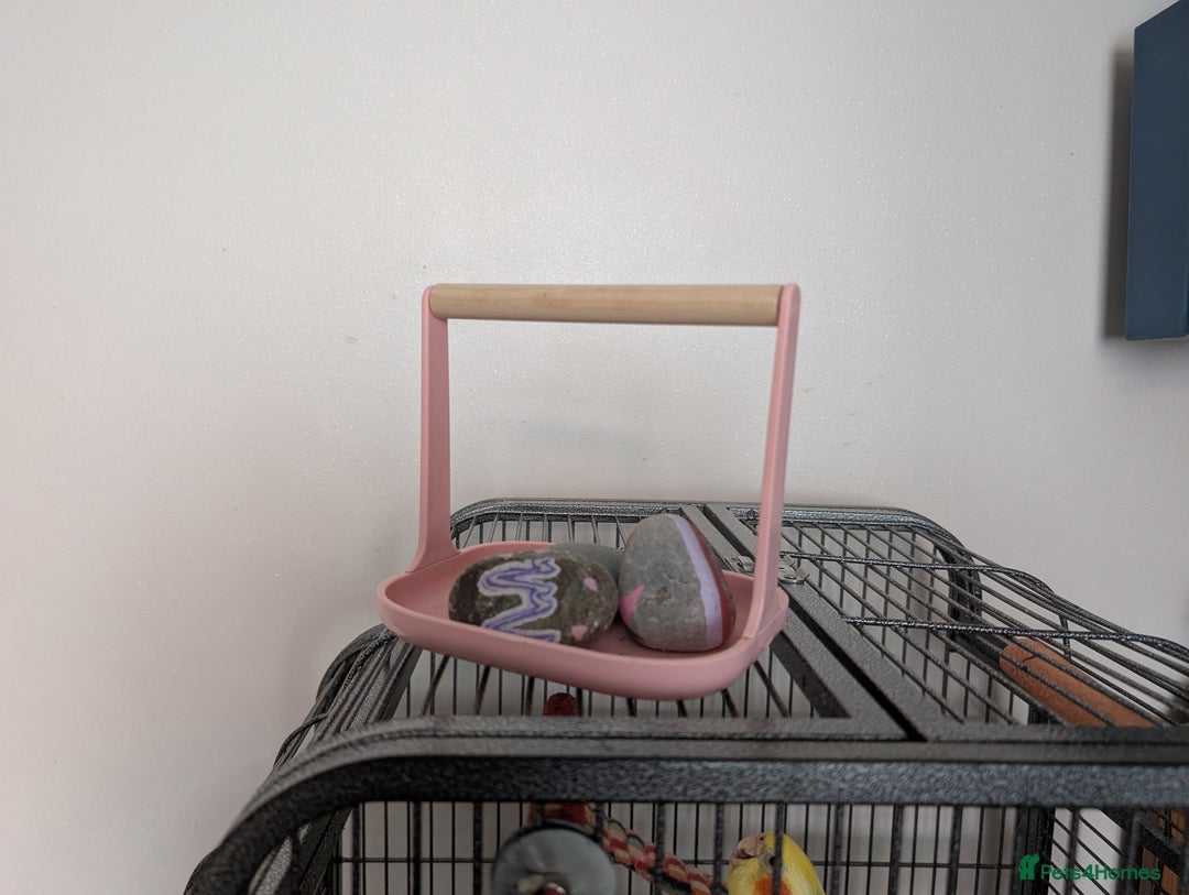 Cockatiels birds for sale: Cockatiel female 3 yrs old. Prefers out of cage. - Image 14