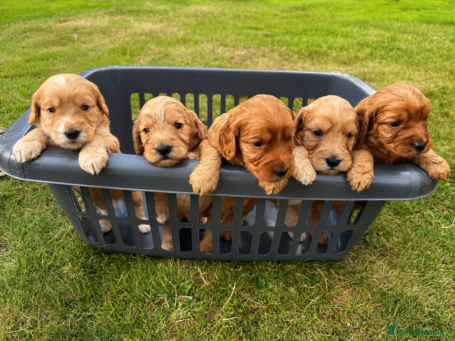 Cockapoo dogs Cockapoo Puppies - Advert 12