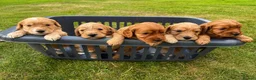 Cockapoo dogs for sale: Cockapoo Puppy - one chunky boy left 🐾 - Advert 2