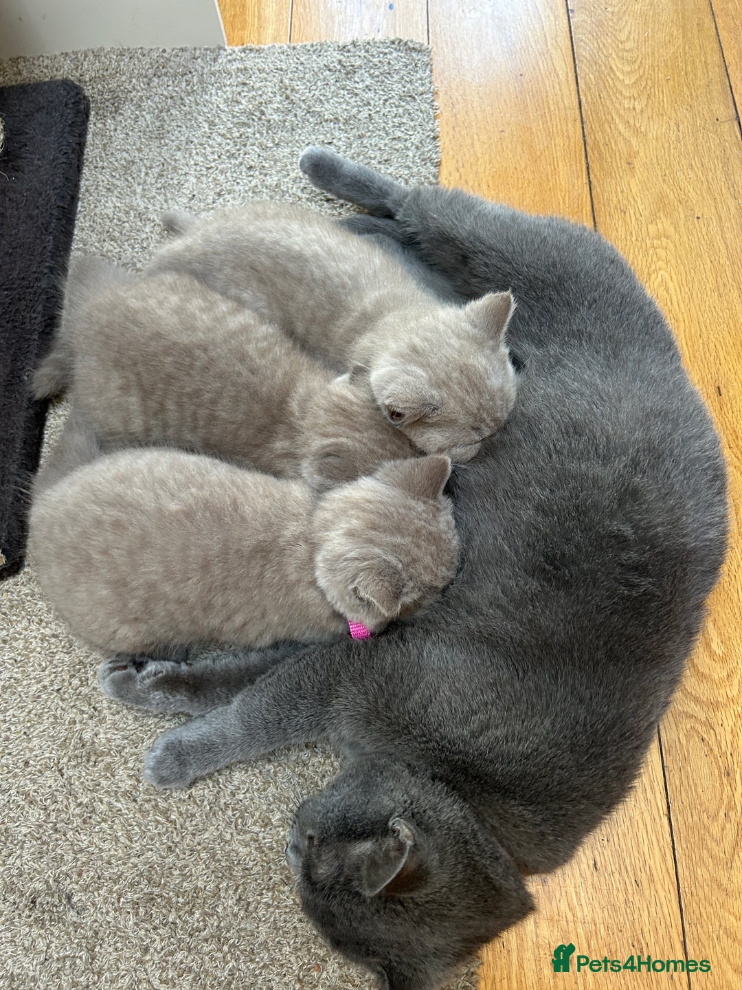British Shorthair cats for sale: 3 lilac BSH - Advert 7
