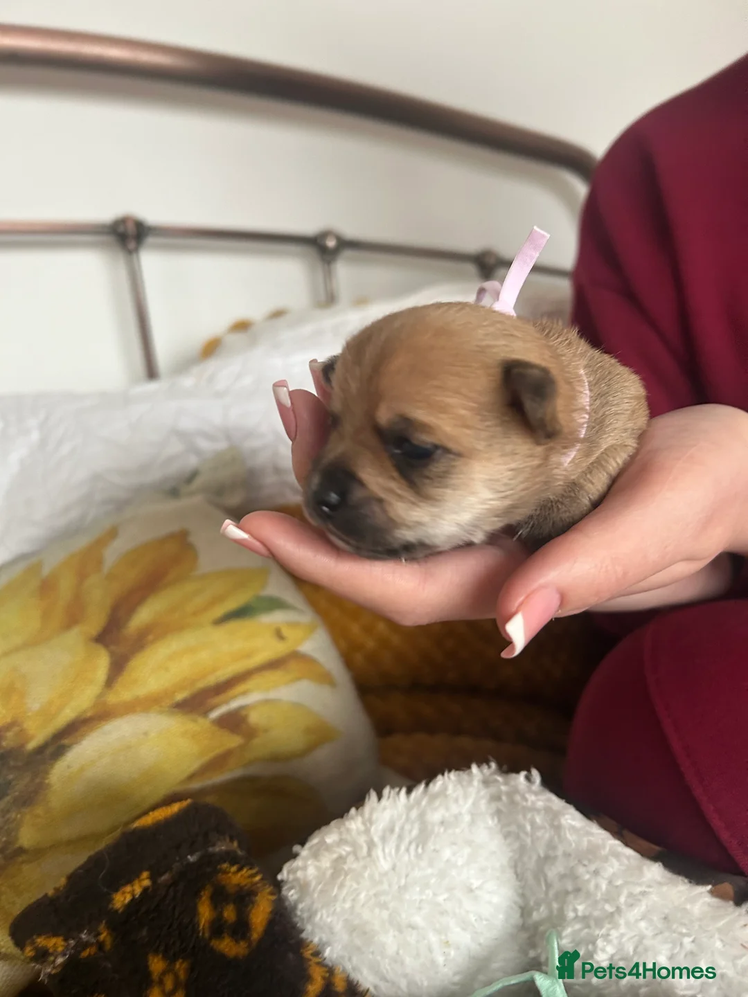 Pomchi dogs for sale: Beautiful Pomchi girls - Advert 25