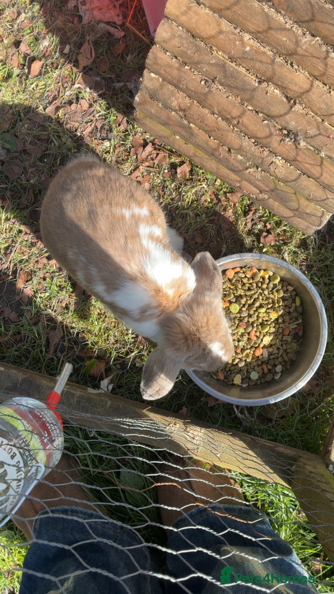 Dwarf Lop rabbits Lop and dwarf baby rabbits  - Advert 1