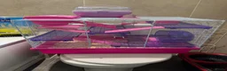 Mouse rodents for sale: Two female fancy mice with cage  - Advert 3