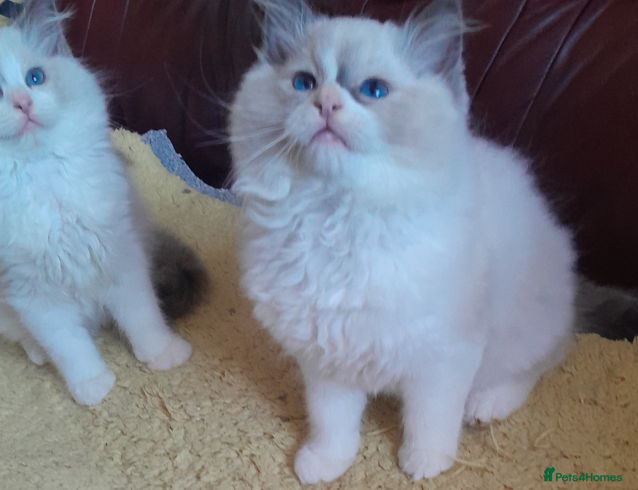 Ragdoll cats Ragdolls 😸 kittens 😸 looking lovely family - Advert 9