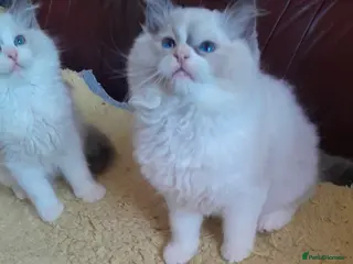 Ragdoll cats Ragdolls 😸 kittens 😸 looking lovely family - Advert 9