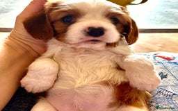 Cavalier King Charles Spaniel dogs for sale: Kc Cavalier King Charles Spaniel pups DNA tested  - Image 7