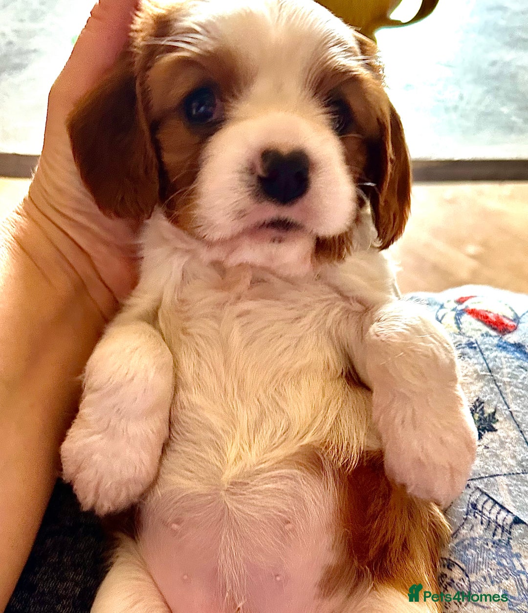 Cavalier King Charles Spaniel dogs for sale: Kc Cavalier King Charles Spaniel pups DNA tested  - Image 7