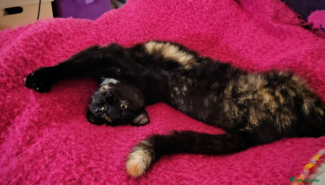 British Shorthair cats for sale: Gentle Poppy looking for a forever home  - Advert 4