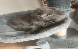Ragdoll cats for sale: Beautifully half ragdoll kittens  - Image 13