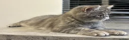Exotic cats for sale: Beautiful Exotic x Persian Kittens ⭐️ - Advert 20