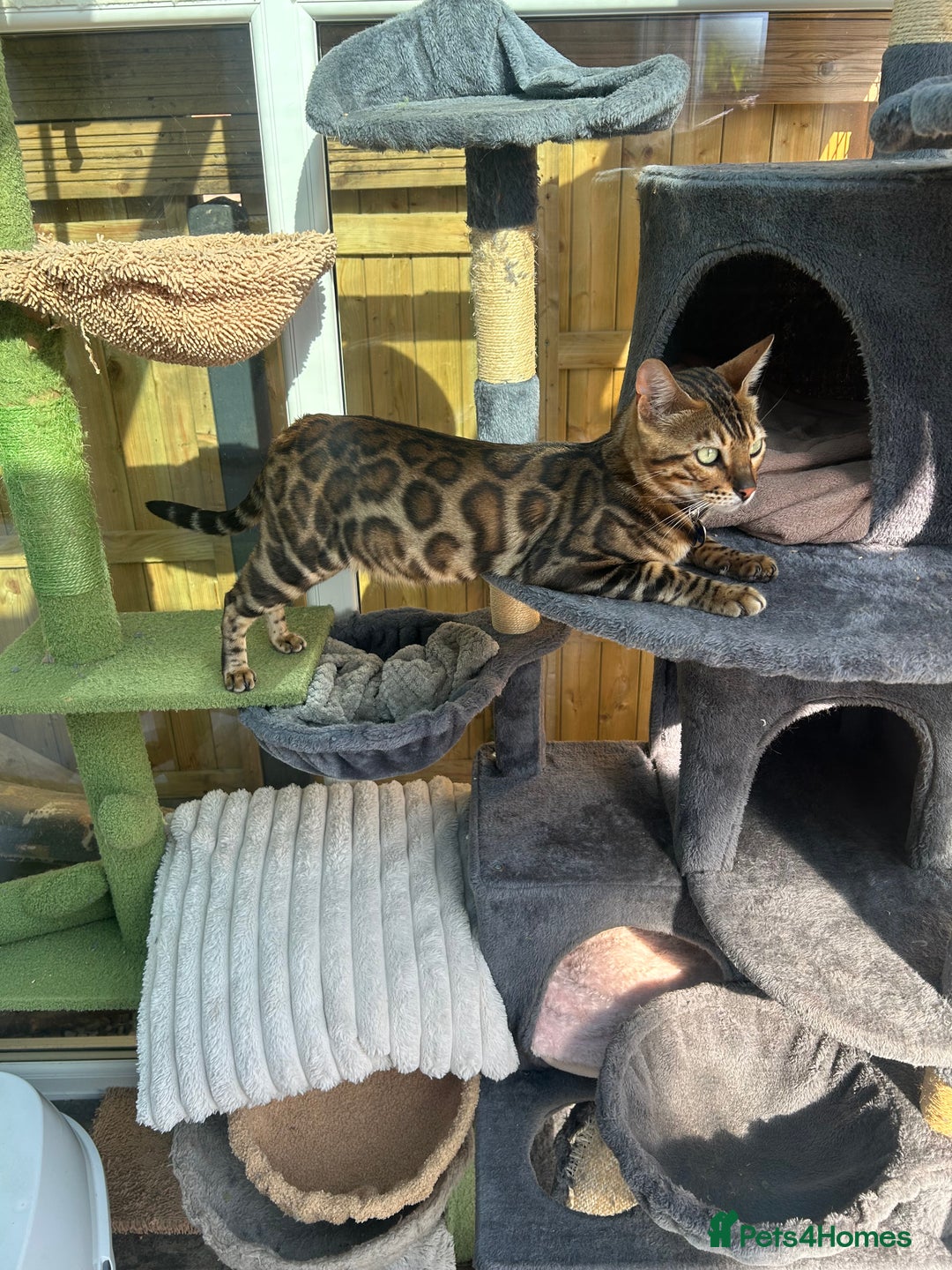 Bengal cats for sale: Our Beautiful Bengal Brother and Sister  - Advert 3
