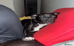 Mixed Breed dogs for adoption: Save SCOBY from more heartache - Image 3